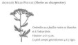 L'achillée, cliquez ici pour un agrandissement